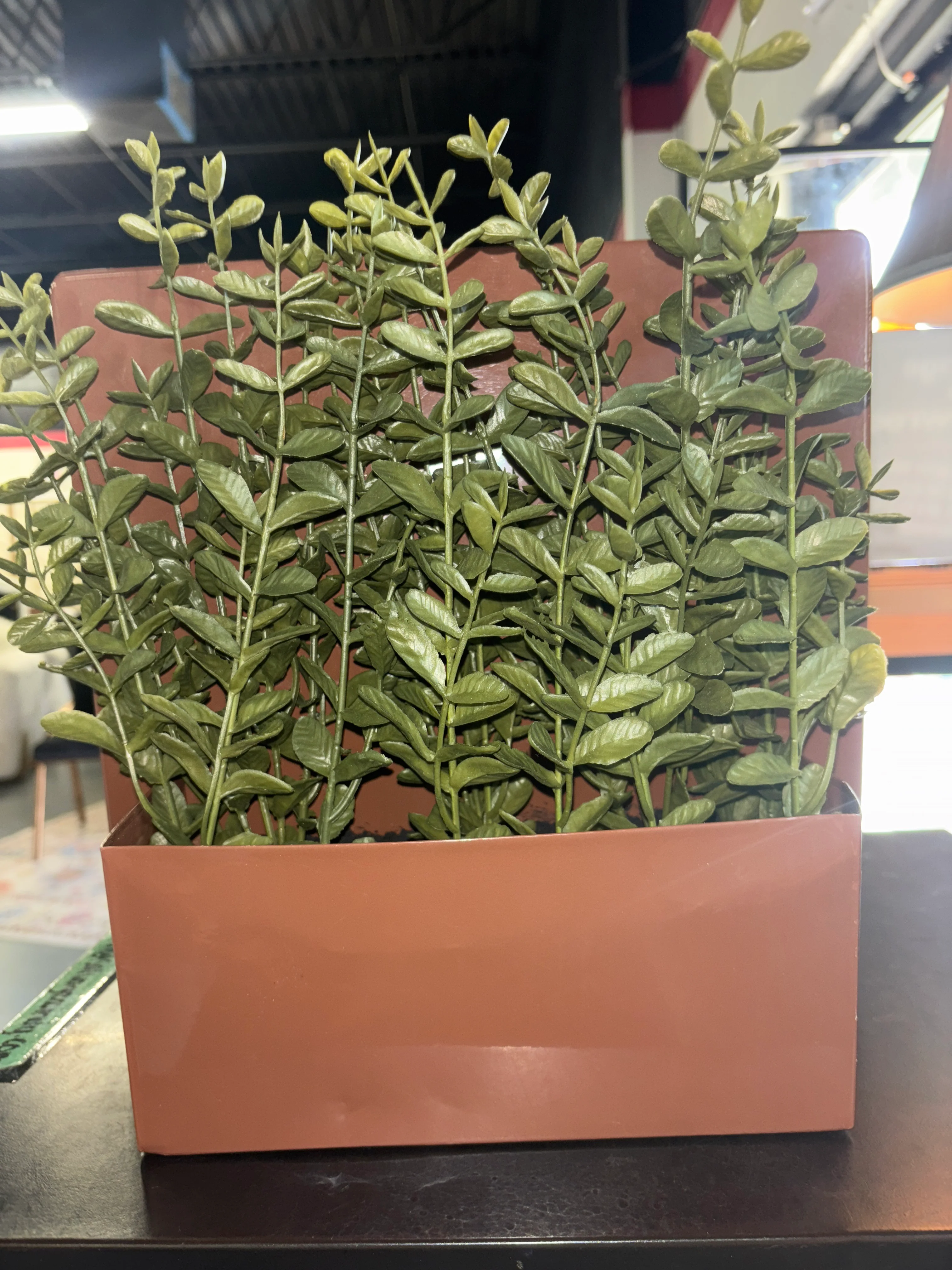14" Hanging Artificial Privet in Wall Box SHOWROOM ITEM - Image 2
