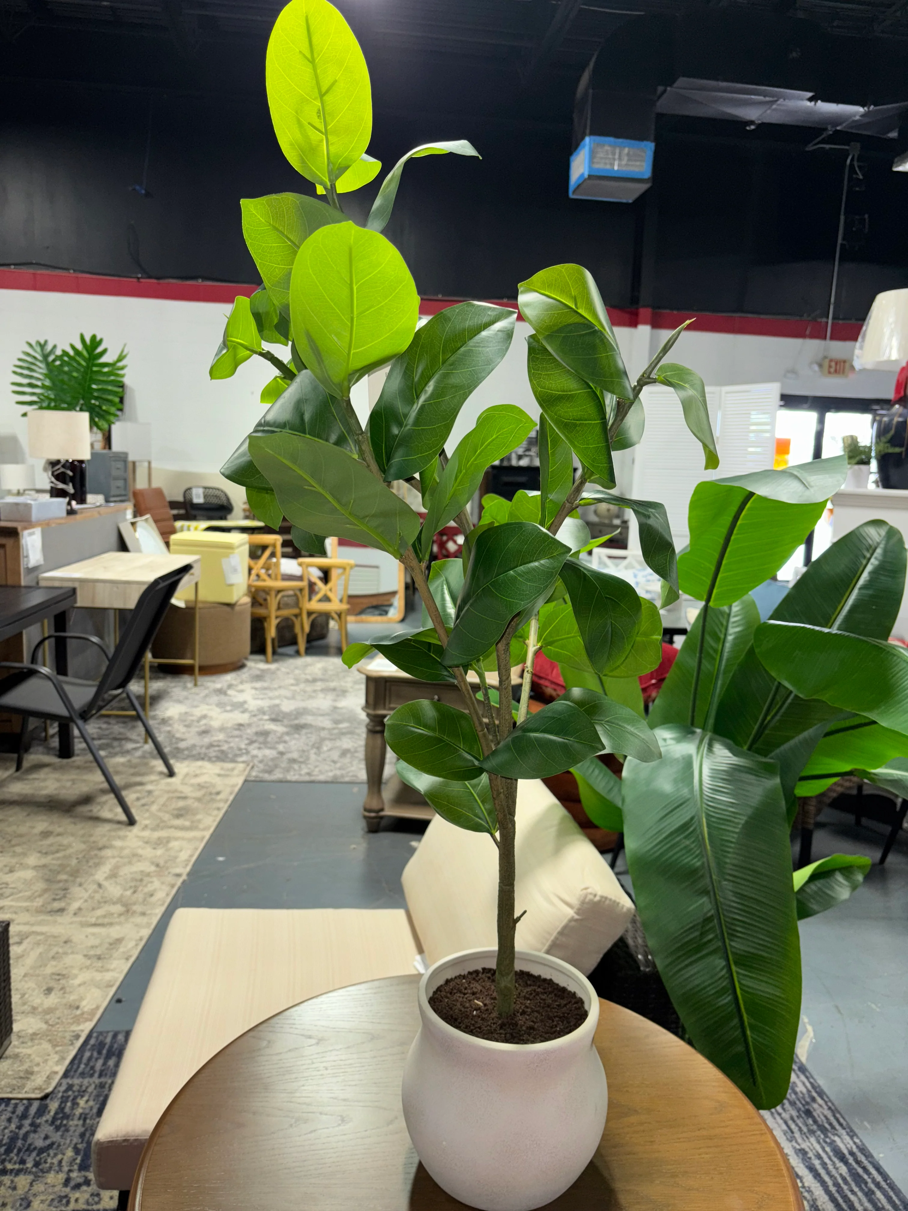 43" Ficus Tree SHOWROOM ITEM - Image 3