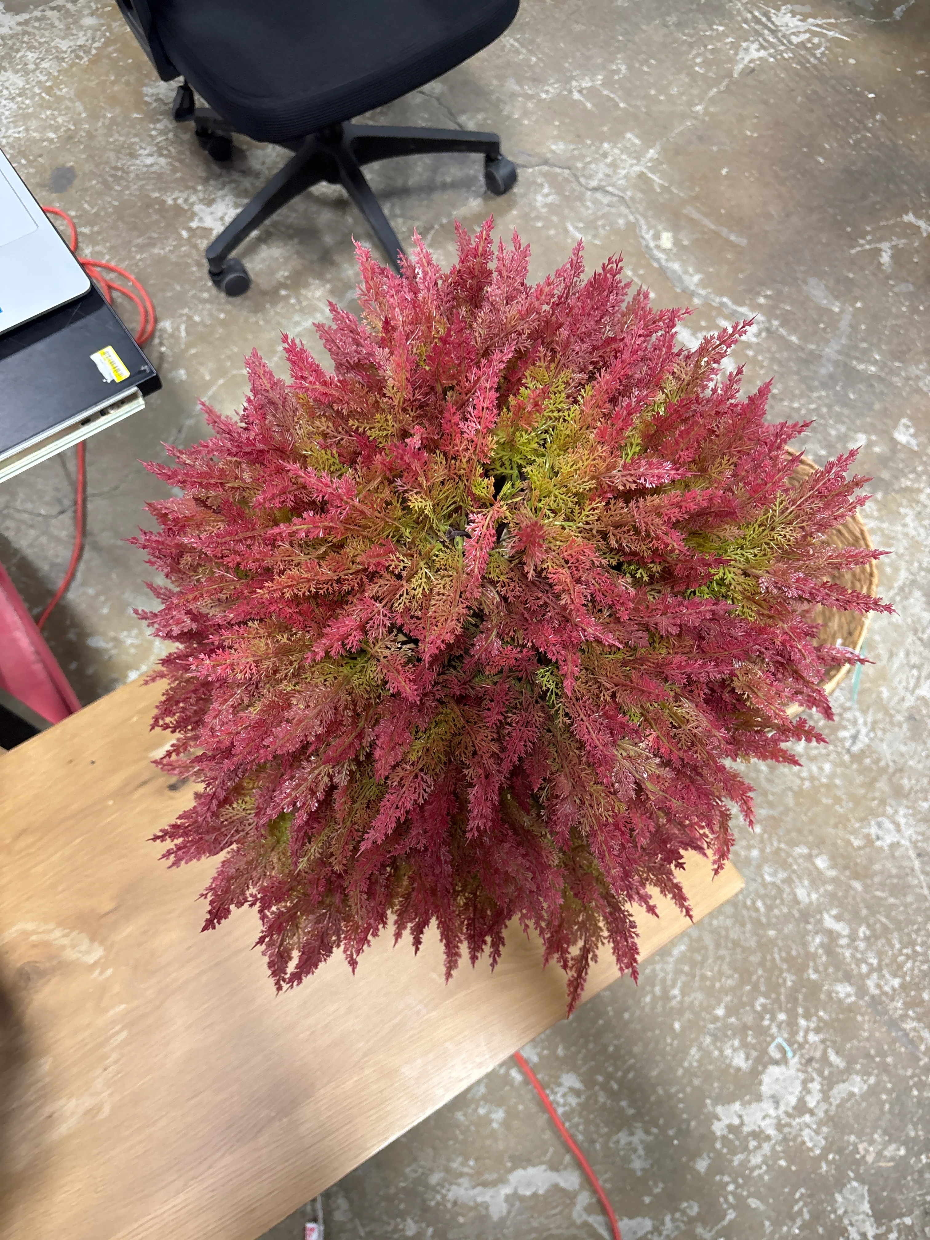 Artificial Cedar Topiary Ball Tree in Black Pot SHOWROOM ITEM - Image 4
