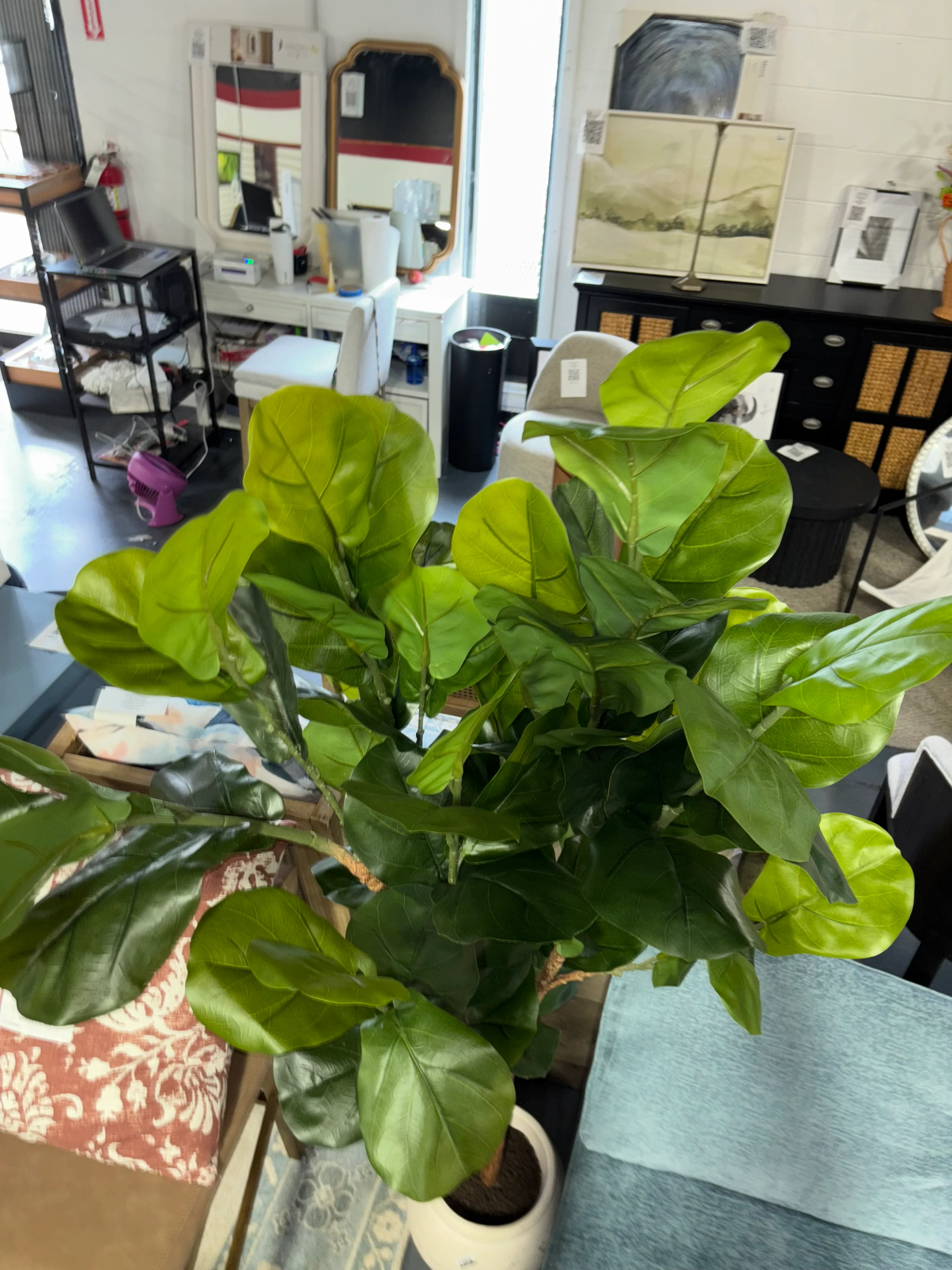 Artificial Fiddle Leaf Tree SHOWROOM ITEM - Image 4