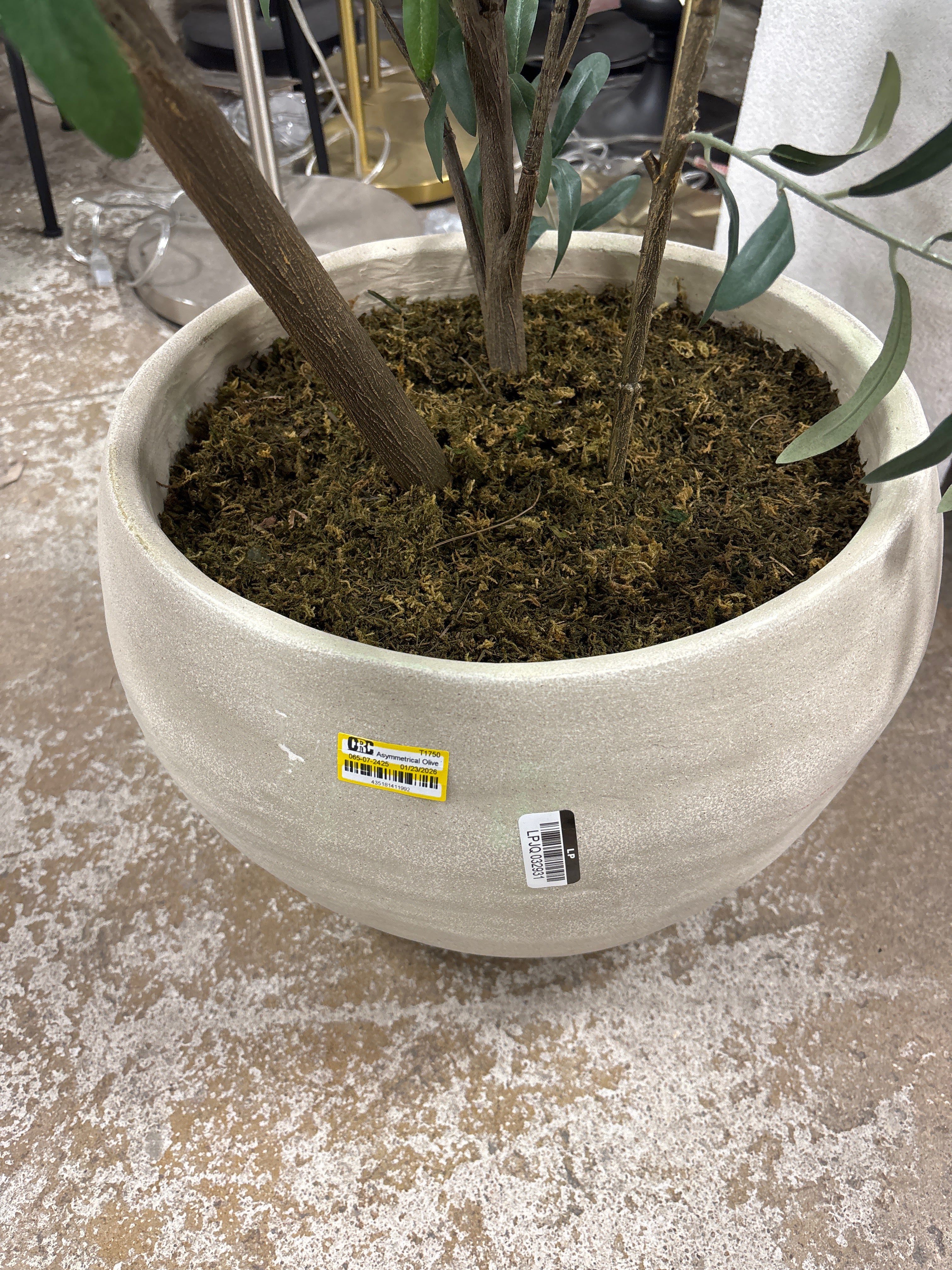 Asymmetrical Olive Tree SHOWROOM ITEM - Image 4