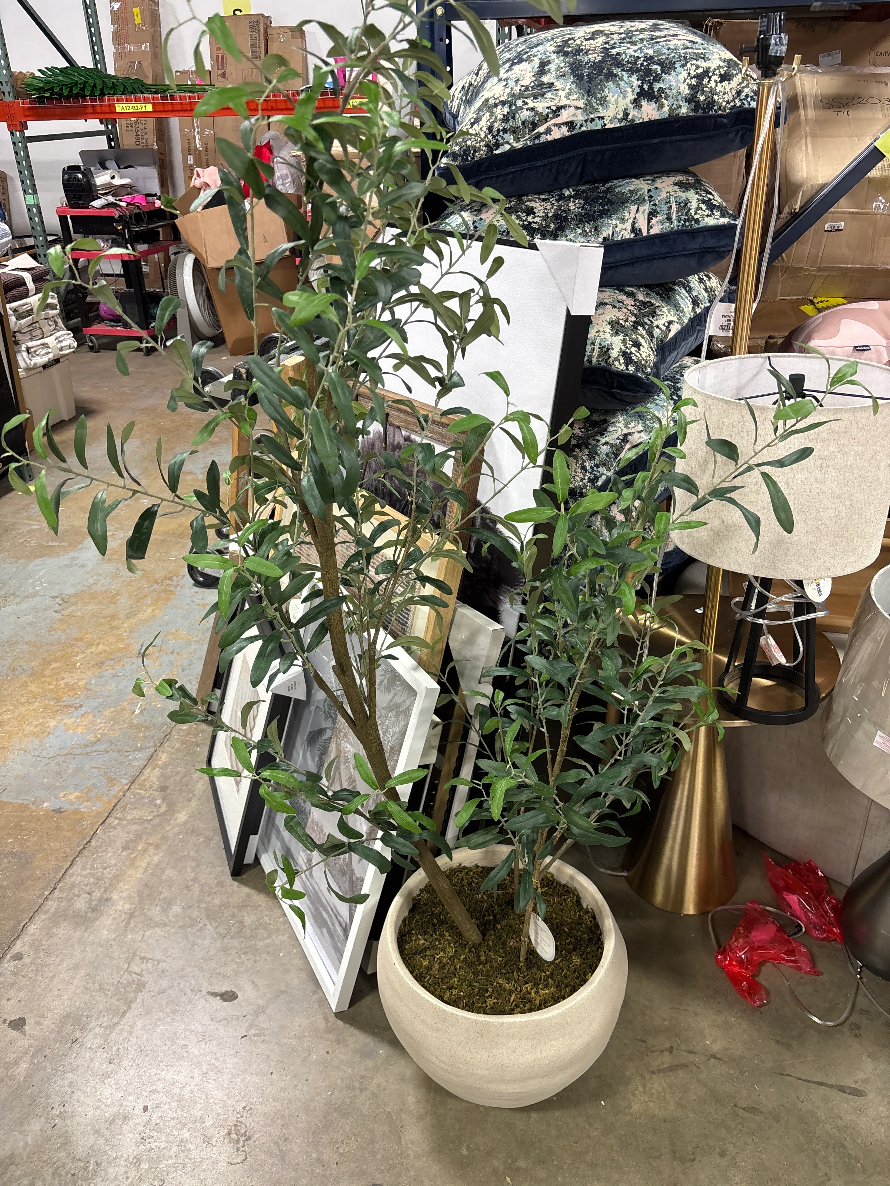 Asymmetrical Olive Tree with Large Pot SHOWROOM ITEM - Image 2