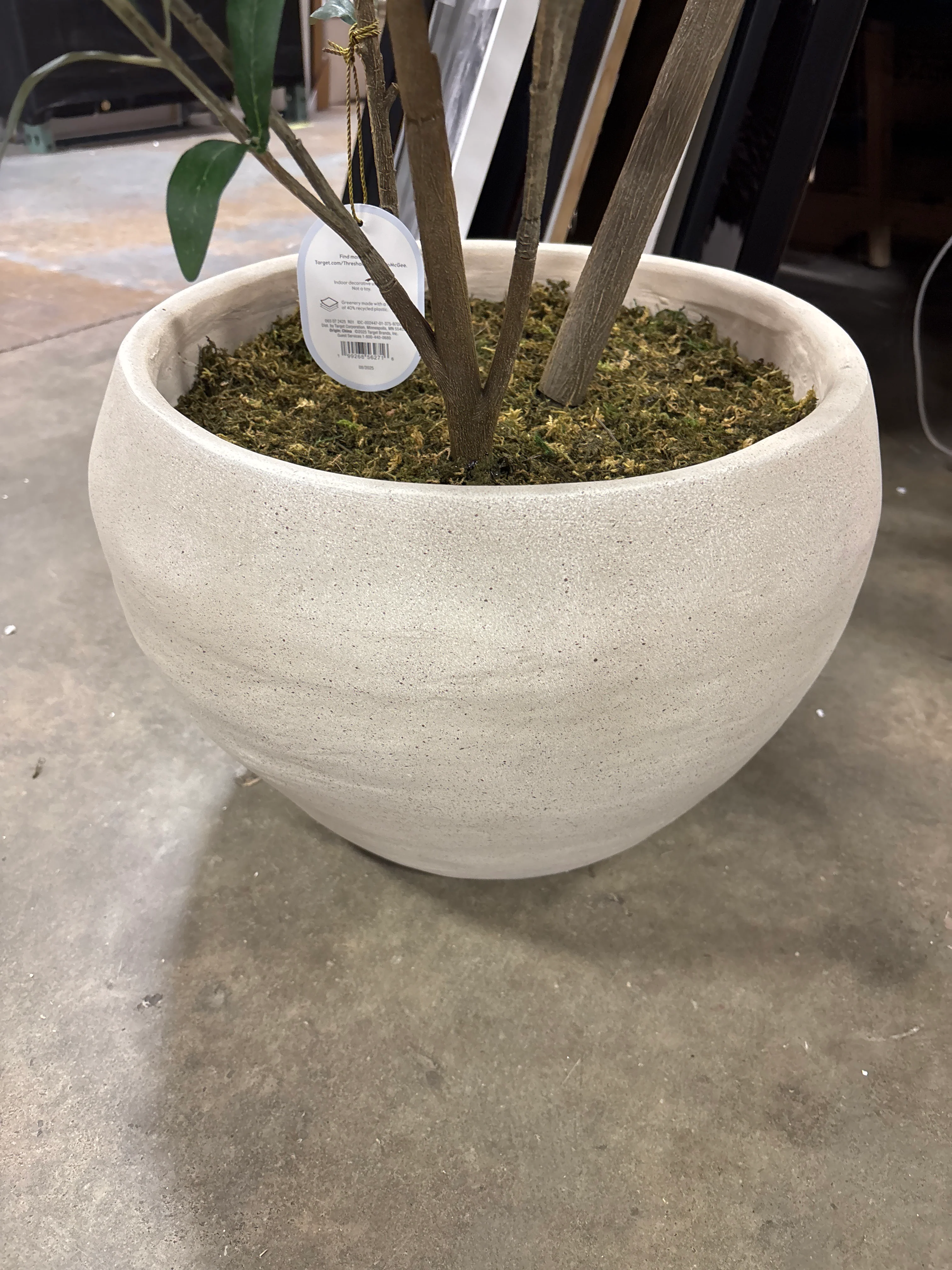 Asymmetrical Olive Tree with Large Pot SHOWROOM ITEM - Image 4