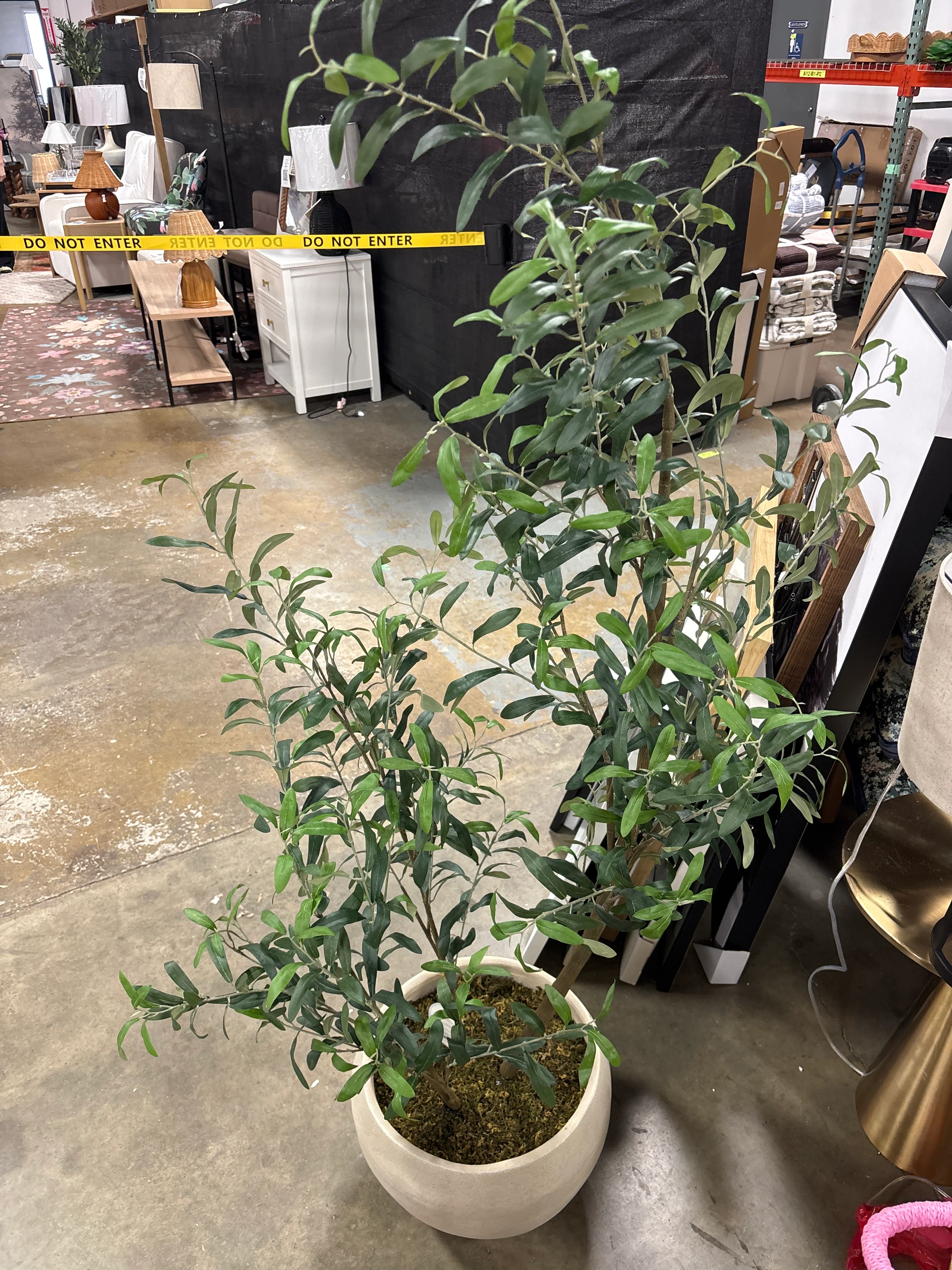 Asymmetrical Olive Tree with Large Pot SHOWROOM ITEM - Image 5