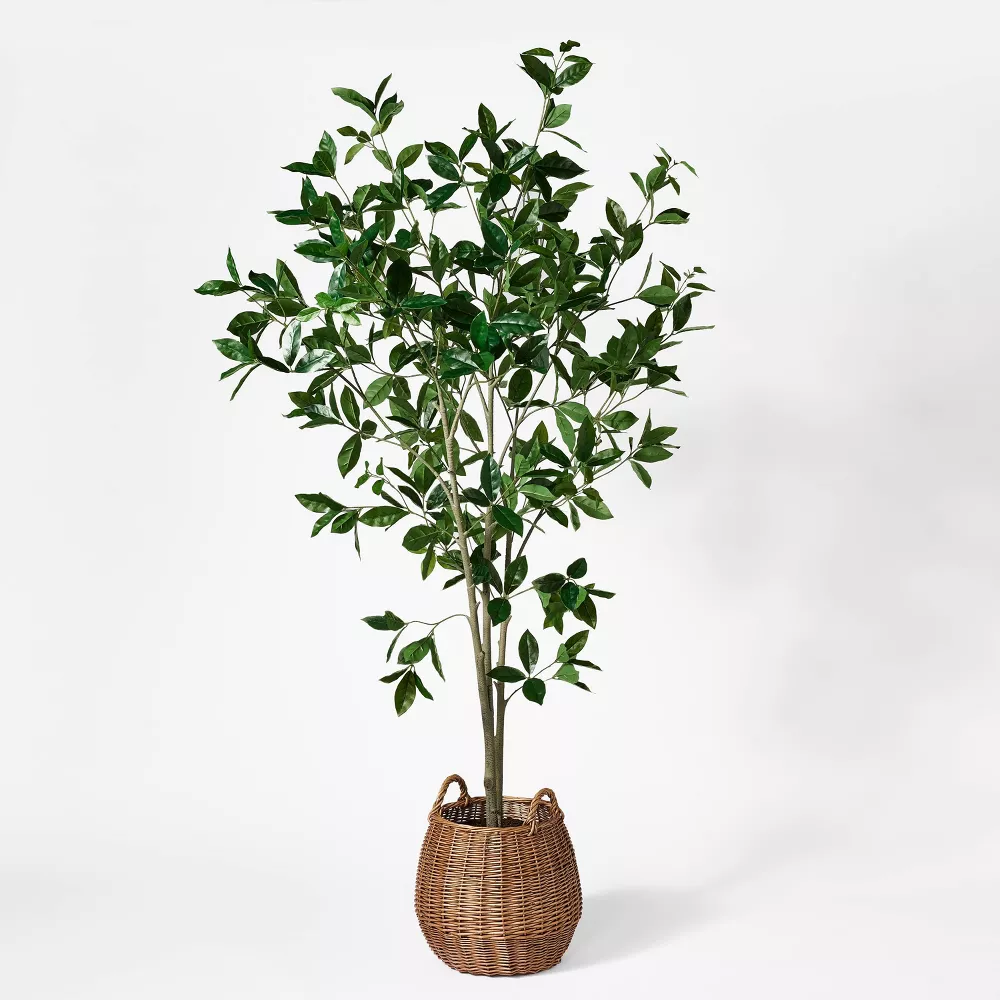 Bay Leaf Tree in Basket