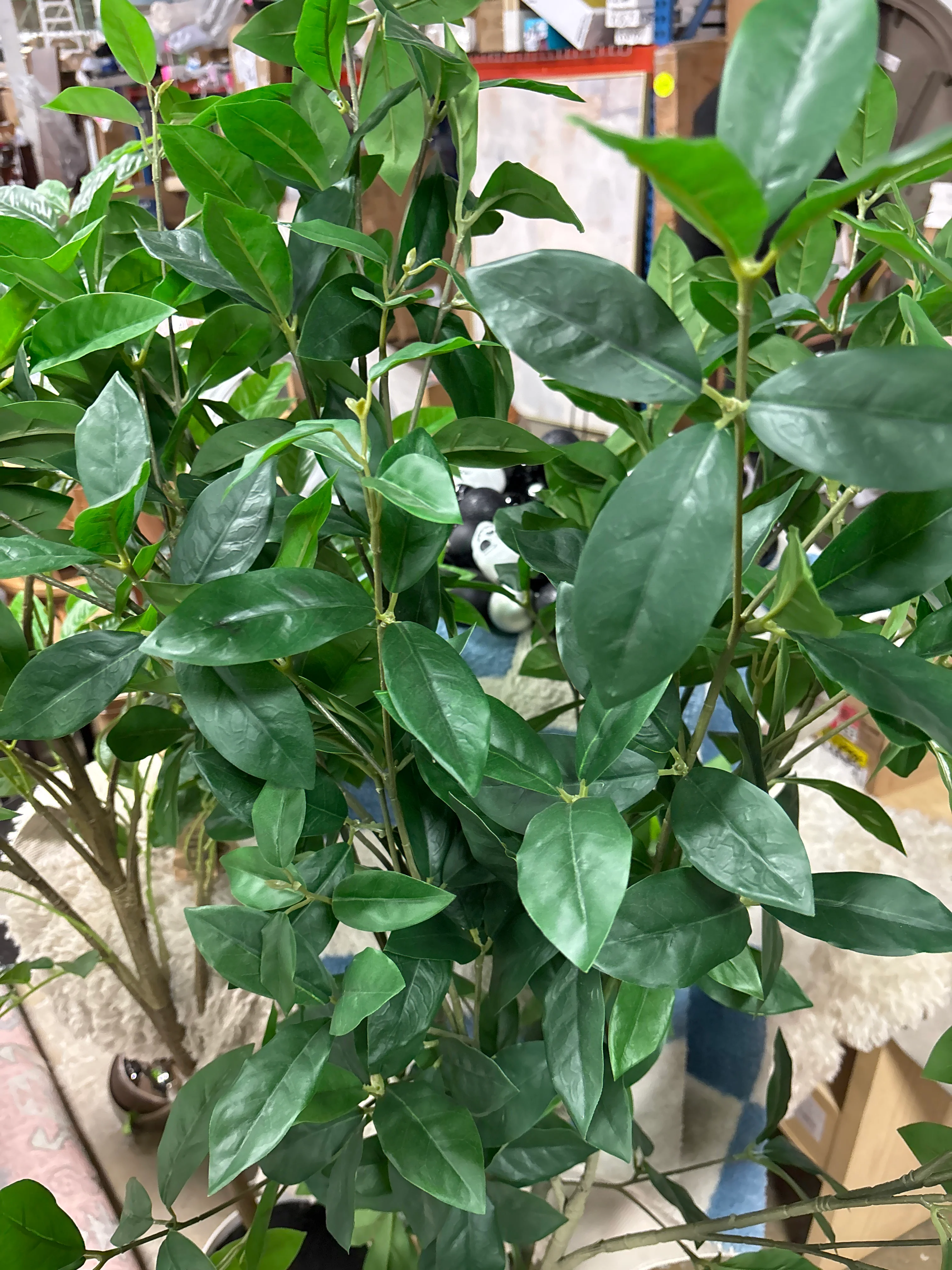 Bay Leaf Tree in Basket SHOWROOM ITEM - Image 5