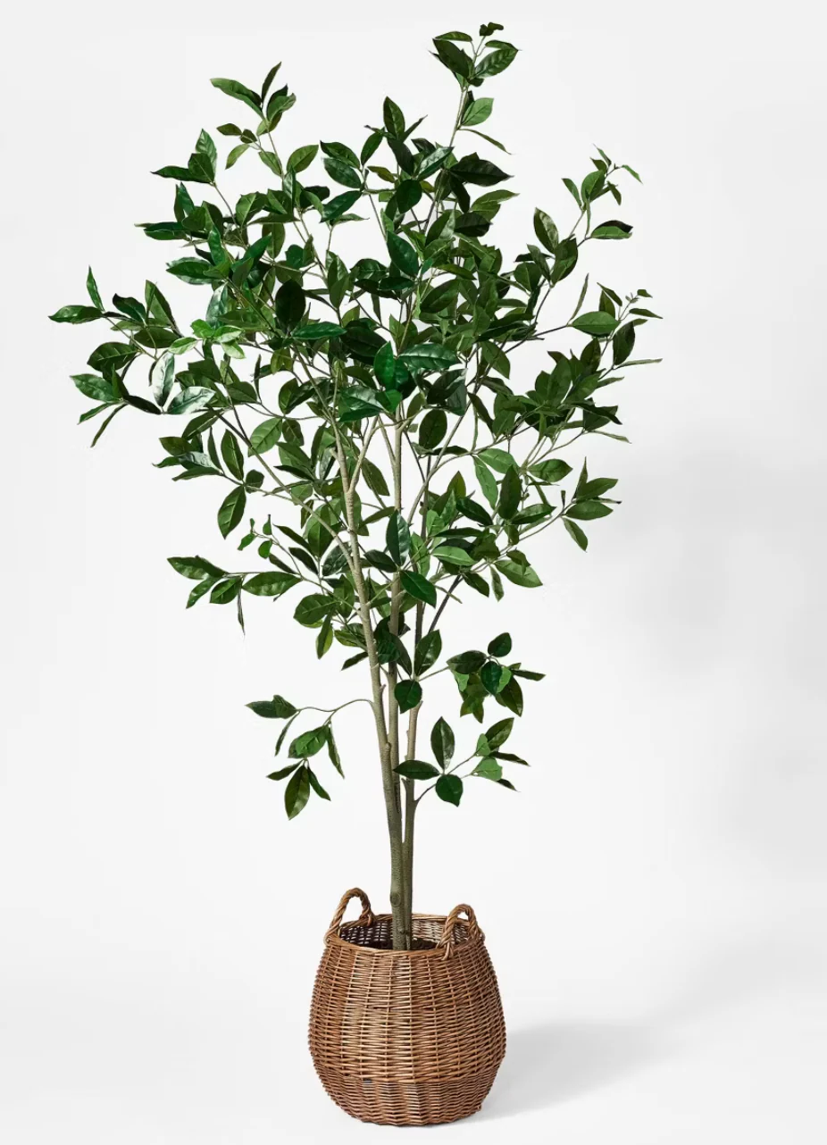 Bay Leaf Tree in Basket - Threshold™ designed with Studio McGee SHOWROOM ITEM