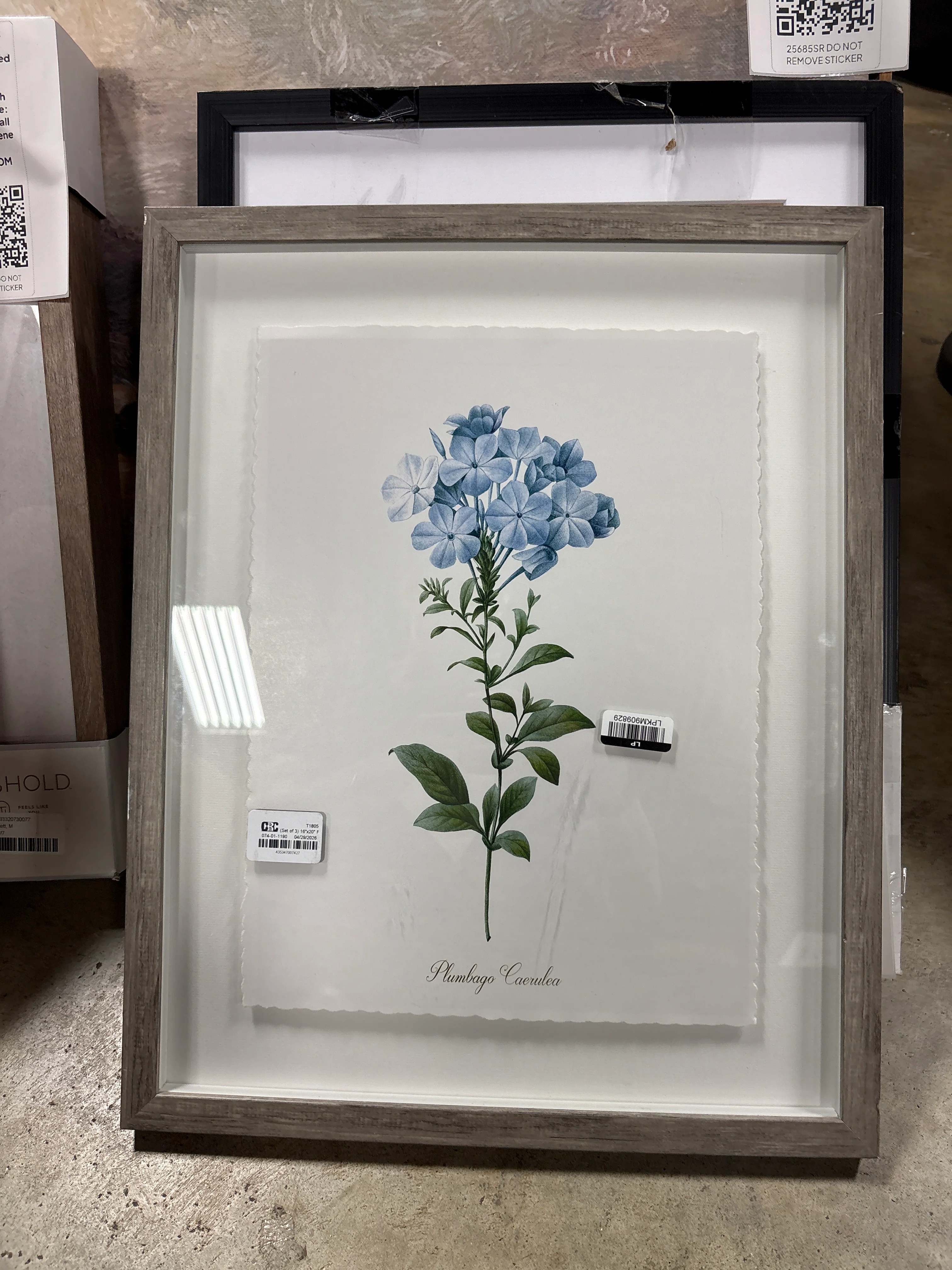 Cape Leadwort Framed Print - Solid Wood SHOWROOM ITEM - Image 2