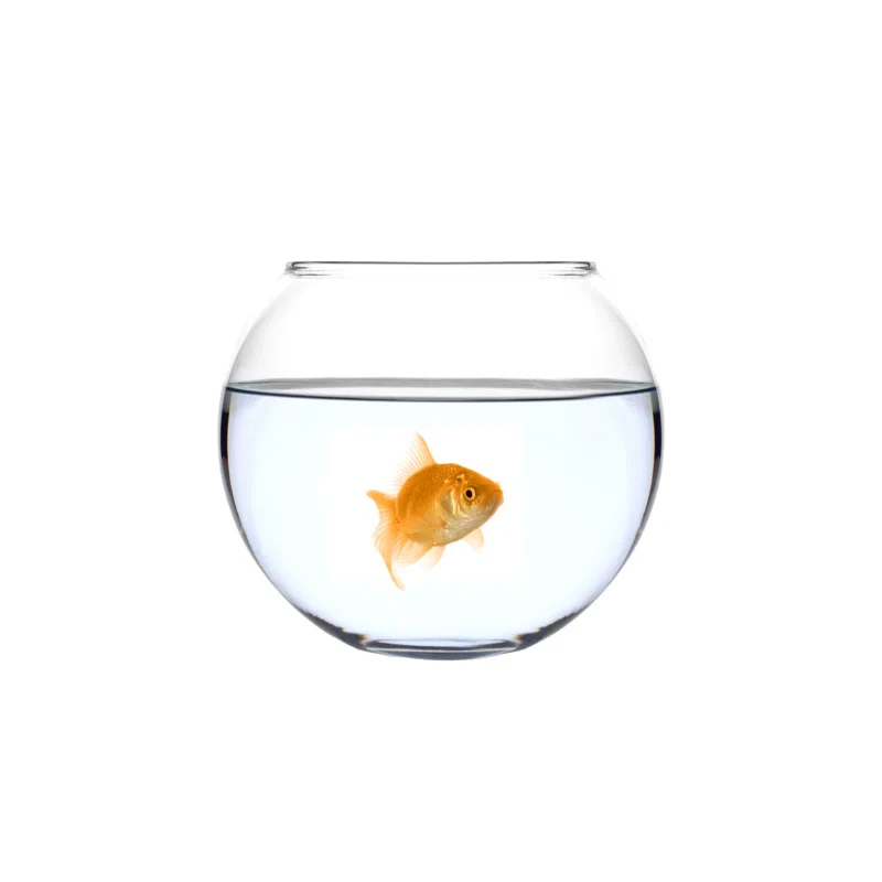 Golden Fish In A Bowl (Carassius Auratus)