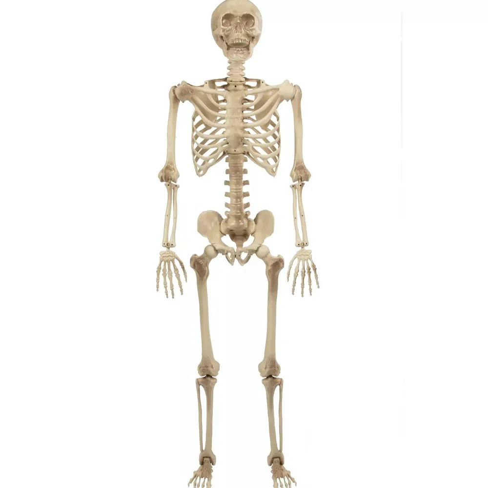 Life Size Posable Human Skeleton Decoration Value ADULT ONLY