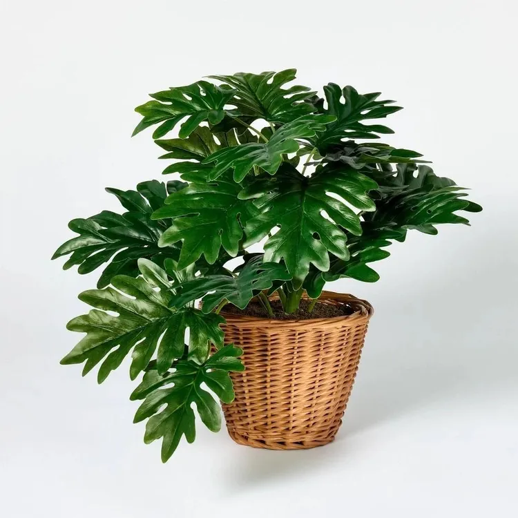 Philodendron Decorative Plant in Basket SHOWROOM ITEM