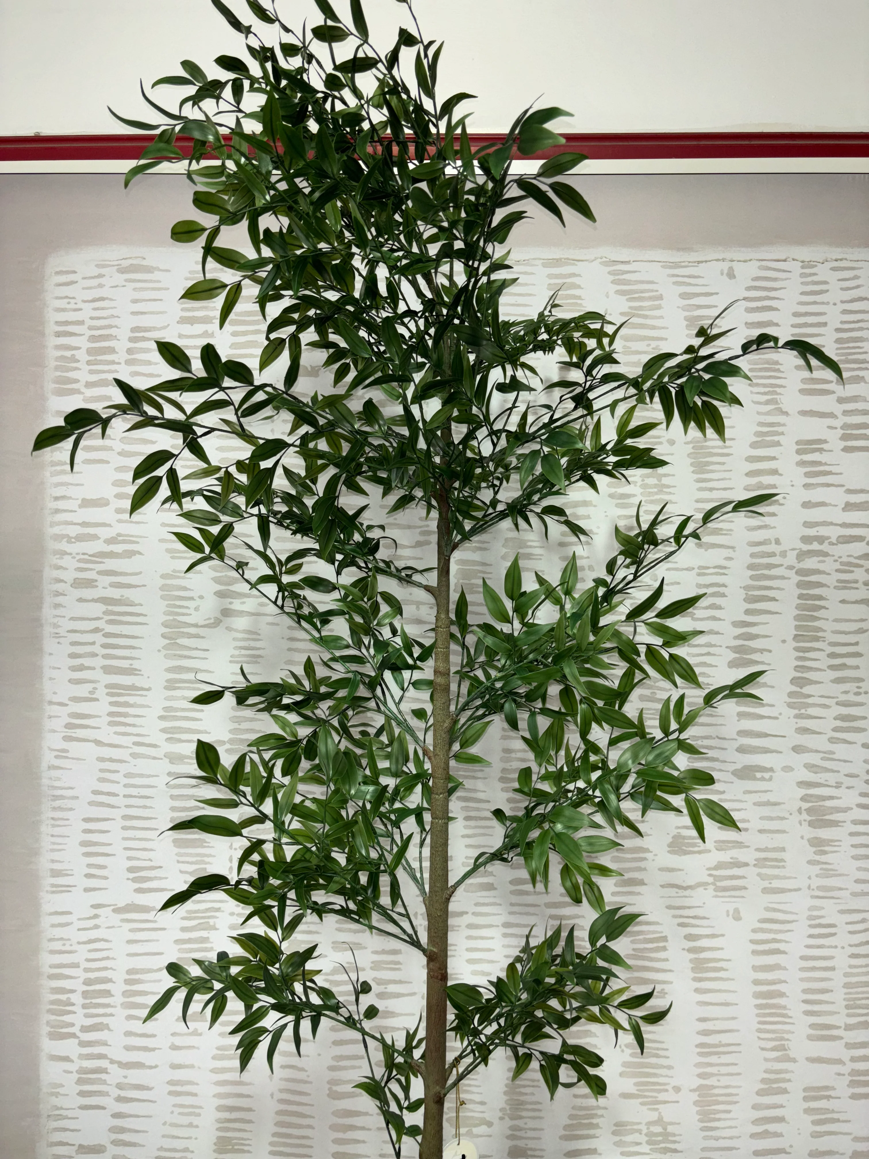 Shady Lady Tree in Ceramic Pot SHOWROOM ITEM - Image 3