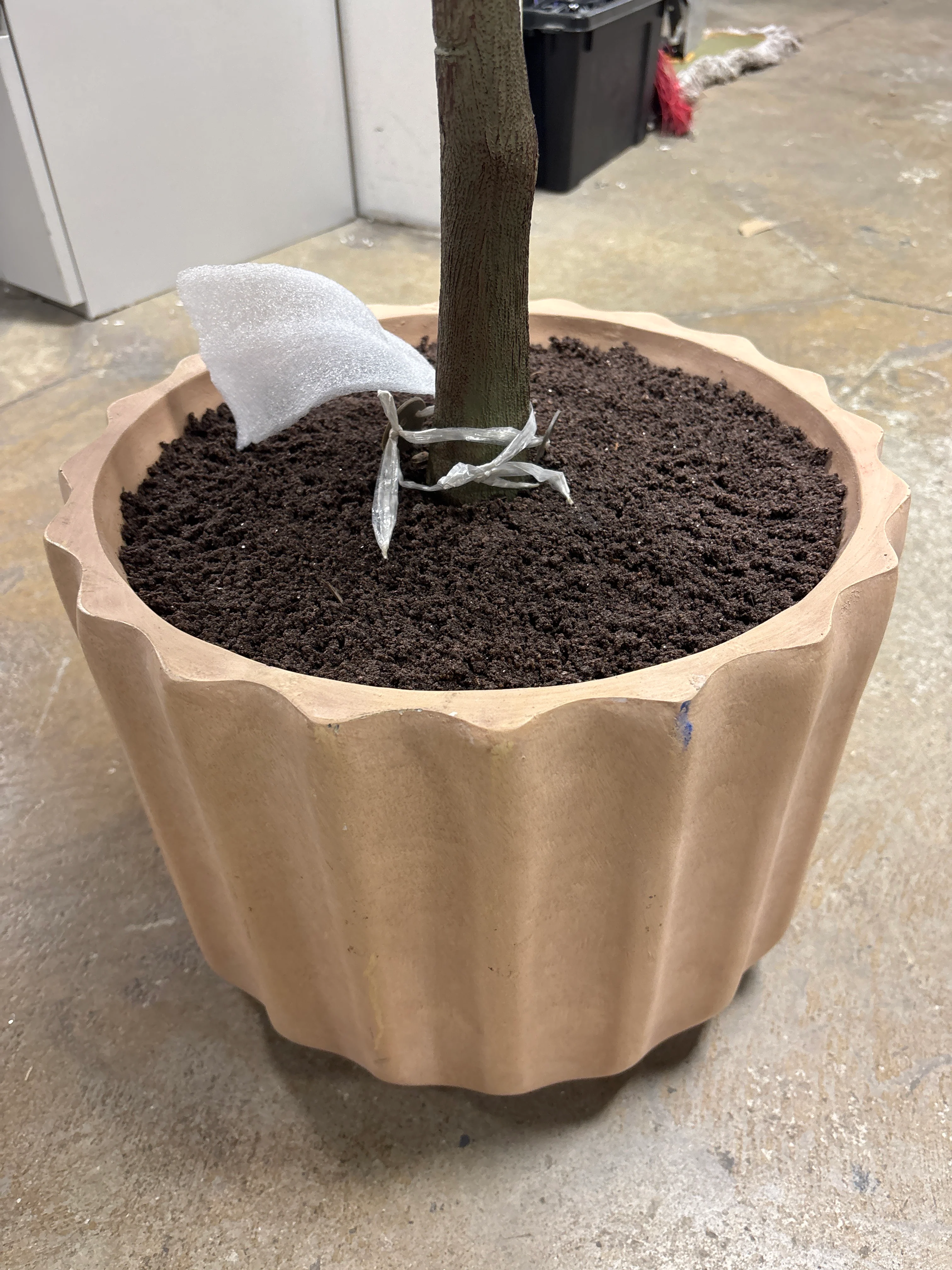Shady Lady Tree in Ceramic Pot SHOWROOM ITEM - Image 5